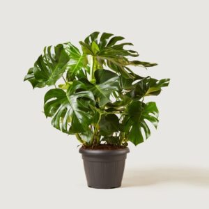 monstera deliciosa