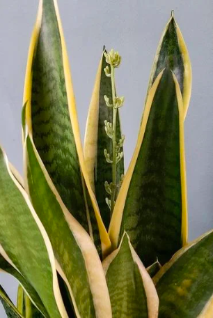 sanseveria taščin jezik