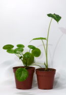 pilea mojito & alocazija frydek