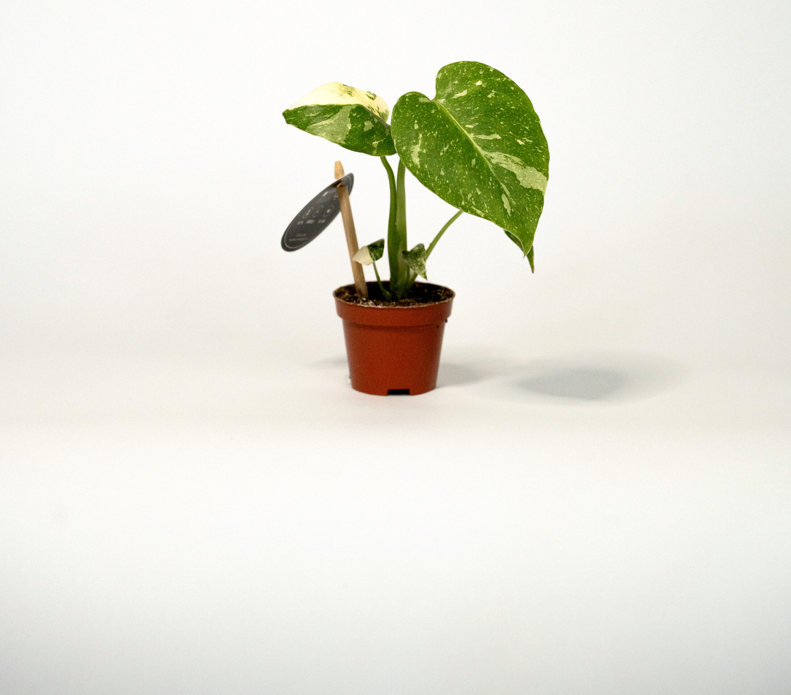 monstera thai constellation (monstera deliciosa)