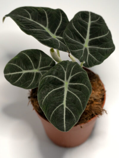 alocazija black velvet (alocasia ruginula)