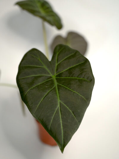 Alokazija Regal Shields Črni Adam (Alocasia macrorrhiza)