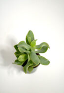 krasula curly (crassula)