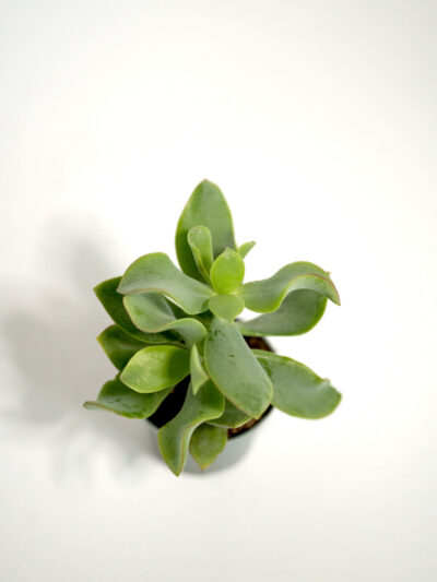 krasula curly (crassula)