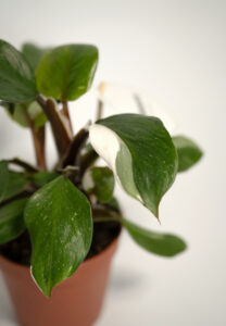 filodendron white knight (philodendron)