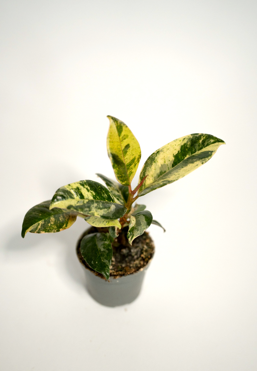 fikus shivereana (ficus)