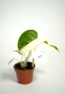 monstera thai constellation (monstera deliciosa)