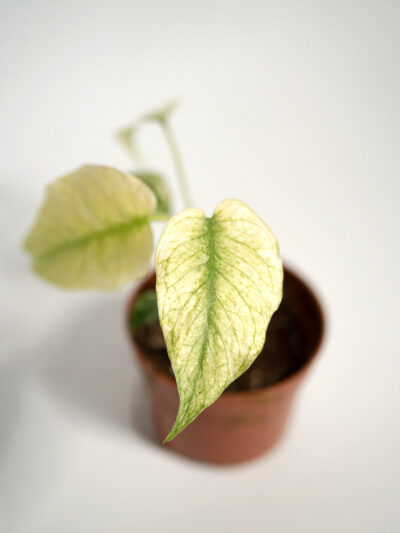 monstera mint (monstera deliciosa)