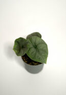 alokazija melo (alocasia rugosa)