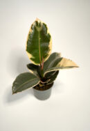 fikus tineke (ficus)