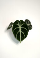 alokazija ninja (alocasia reginula)