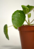 pilea sugar - pilea peperomioides