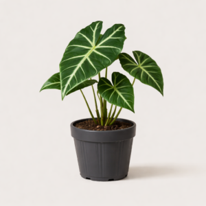 alocasia frydek
