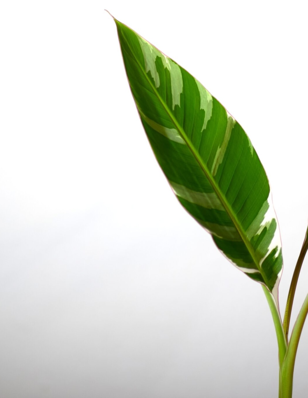 musa florida variegata (bananovec)
