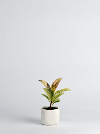 Fikus Shivereana Ficus elastica