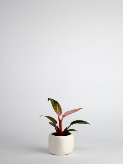 filodendron pink bikini philodendron