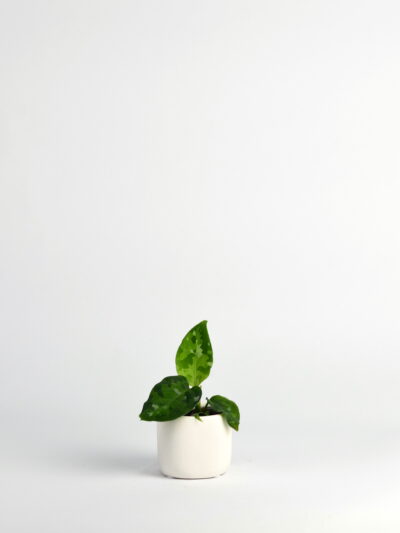 Aglaonema Pictum Tricolor