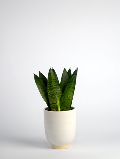 taščin jezik zeylenica