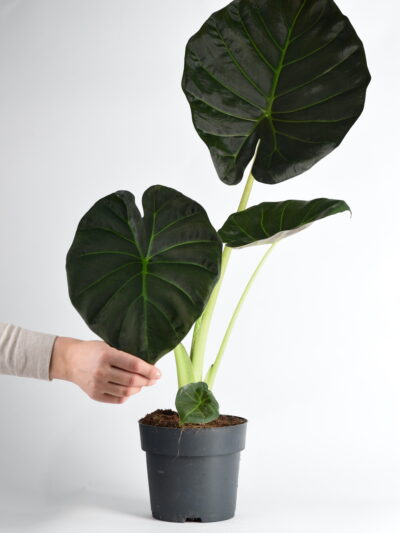 alokazija črni adam regal shields