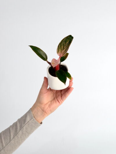 Filodendron Pink Bikini je redka rožnata različica priljubljenega Philodendron Birkin s srčastimi listi, temno zeleno barvo in nežno rožnato variegacijo.