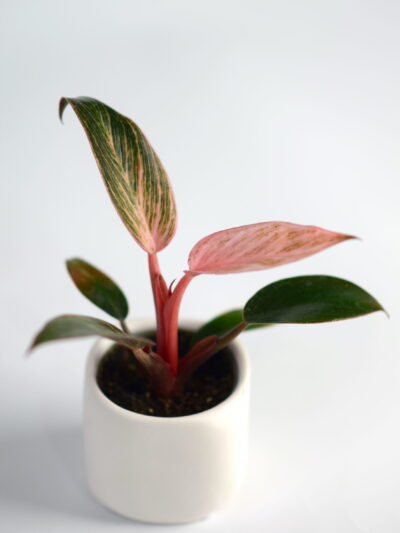 Filodendron Pink Bikini (Philodendron) - XS