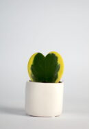 hoya voščenka kerrii variegata