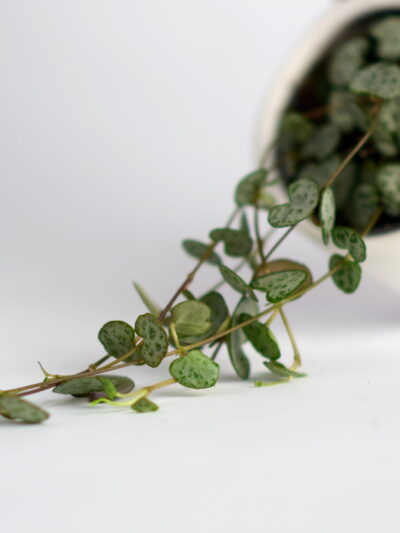 String of Hearts 'Variegata' je priljubljena nezahtevna viseča rastlina, njeni srčasti listi pa imajo zraven zelene barve tudi roza in krem odtenke.