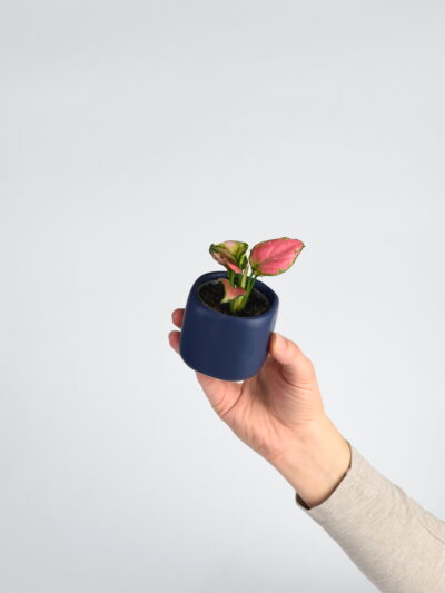 Aglaonema Red Zircon ali Lucky Red je čudovita sobna rastlina z živahnimi roza-zelenimi listi. Je enostavna za nego in popolna za popestritev prostora.
