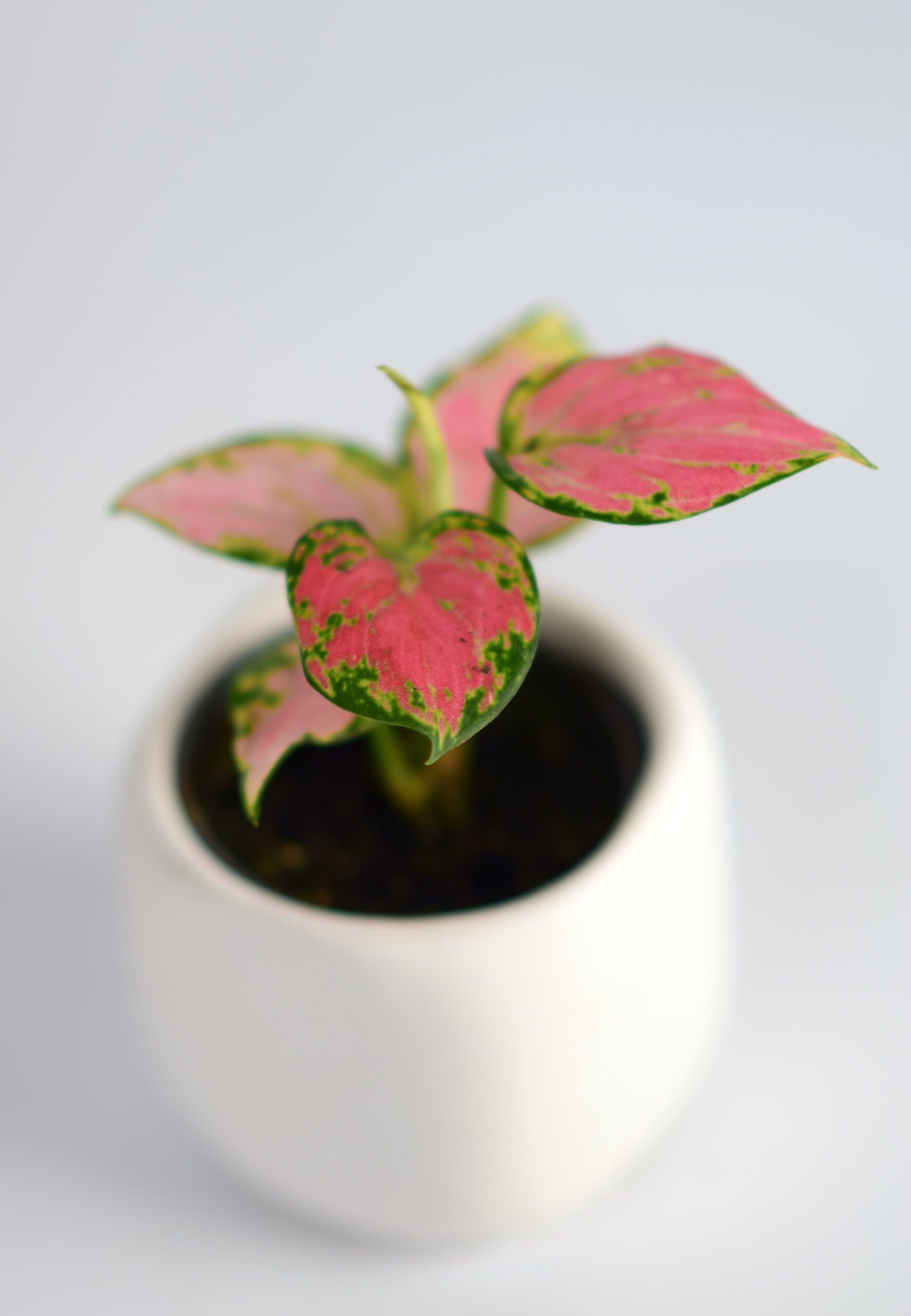 aglaonema red zirkon