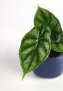 alokazija dragon scale