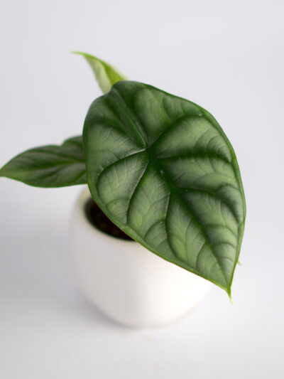 alokazija silver dragon