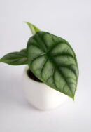 alokazija silver dragon