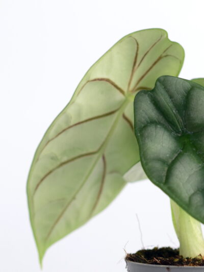 alokazija silver dragon