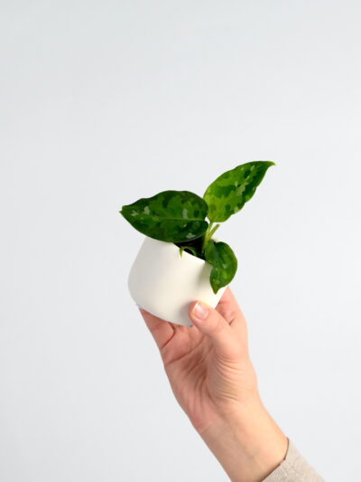 Aglaonema Pictum Tricolor je posebna redka vrsta aglaoneme, enostavna za nego. Znana po kamuflažnih listih, ki so temno barve s svetlo zeleno in krem barvo.