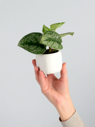 Filodendron scandens Pictus Philodendron