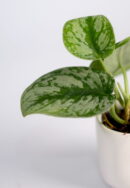 Filodendron scandens Pictus Philodendron