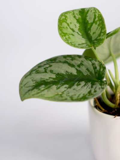 Filodendron scandens Pictus Philodendron