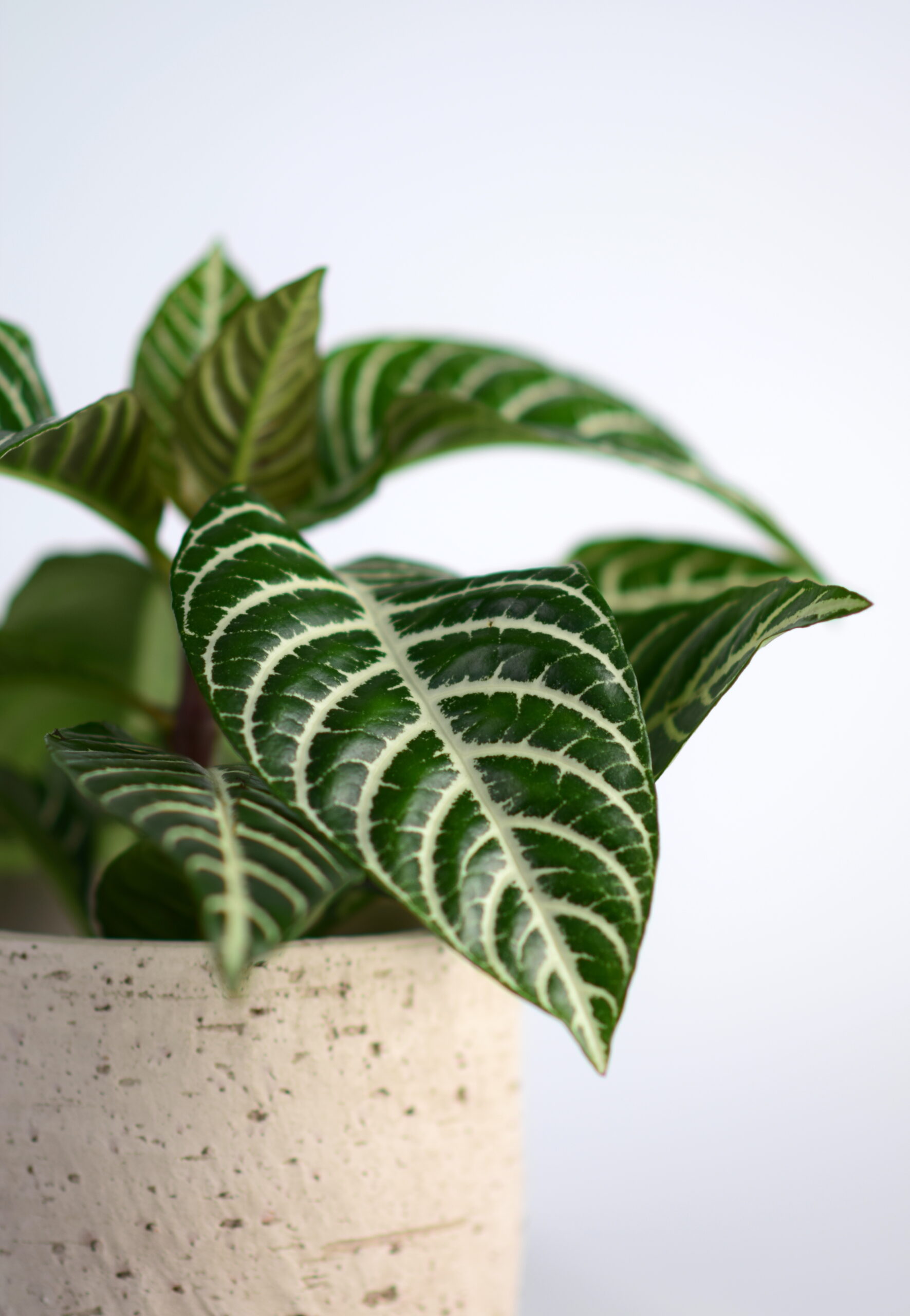 Zebra plant Dania Aphelandra squarrosa