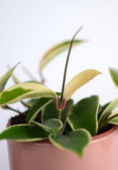 hoya voščenka krimson queen