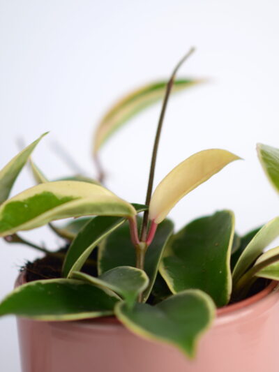 hoya voščenka krimson queen