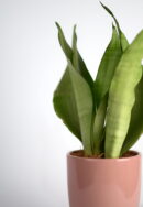 taščin jezik moonshine