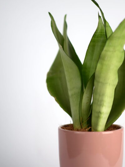 taščin jezik moonshine