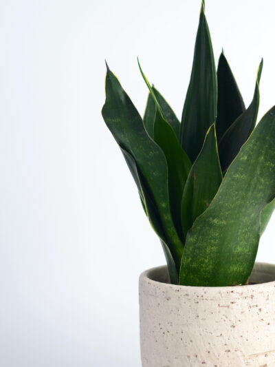 taščin jezik black diamond