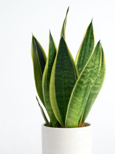 taščin jezik futura superba