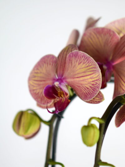 orhideja rumena z vijoličnimi žilami Phalaenopsis