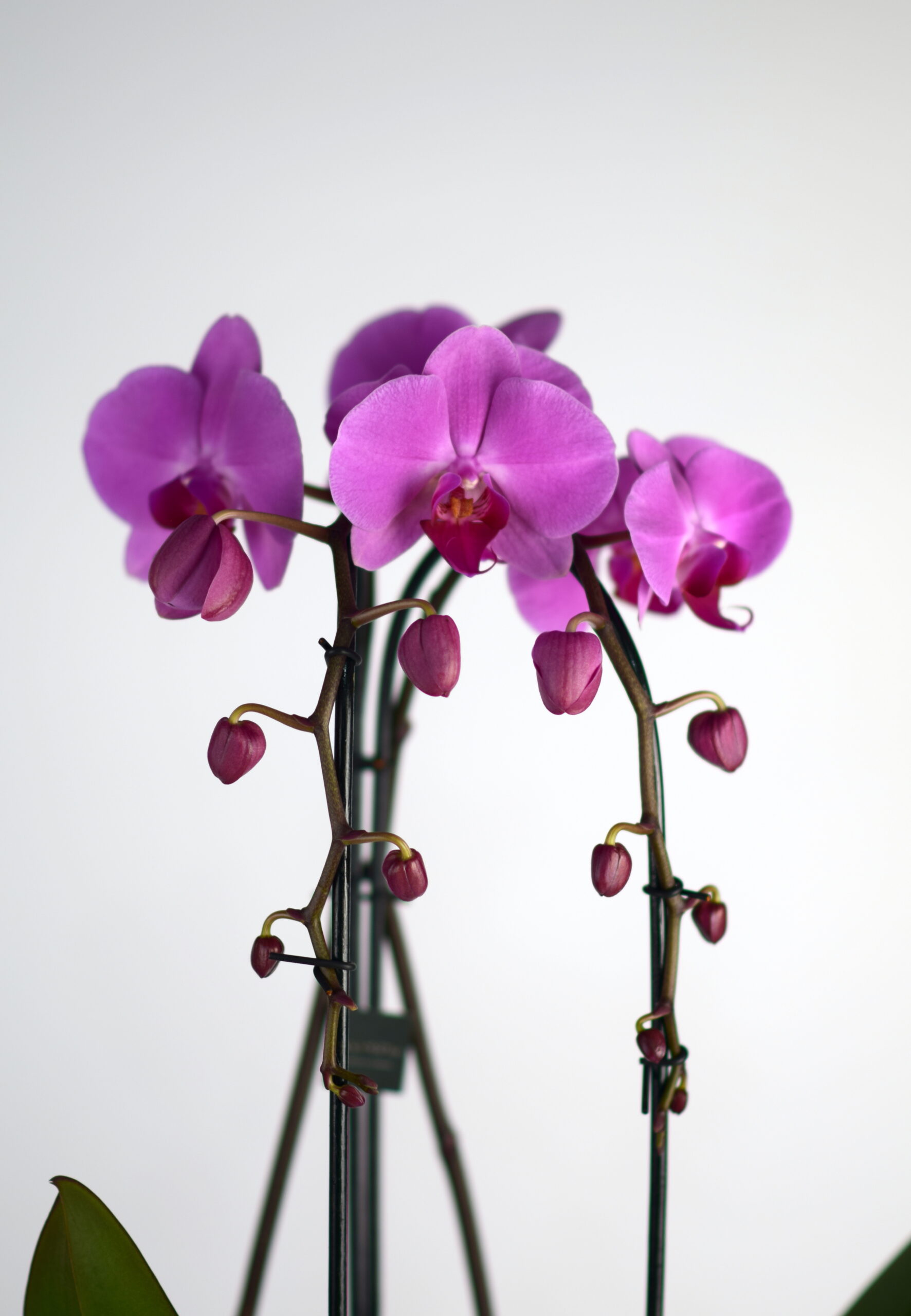 Orhideja (Phalaenopsis) znane tudi kot metuljaste orhideje, so dobile ime po obliki cvetov. Lahko cvetijo 2-6 mesecov, večkrat na leto in so enostavne za nego.