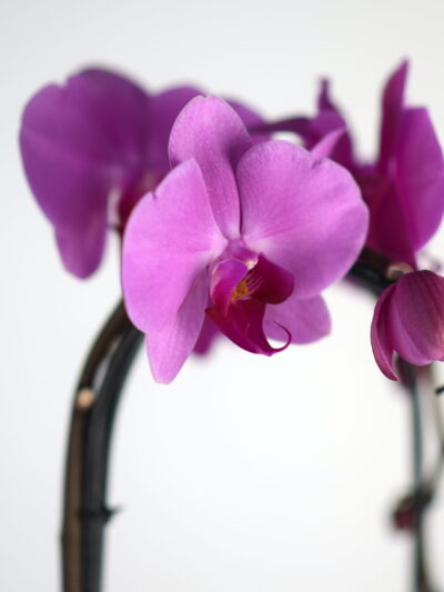 orhideja svetlo vijolična Phalaenopsis