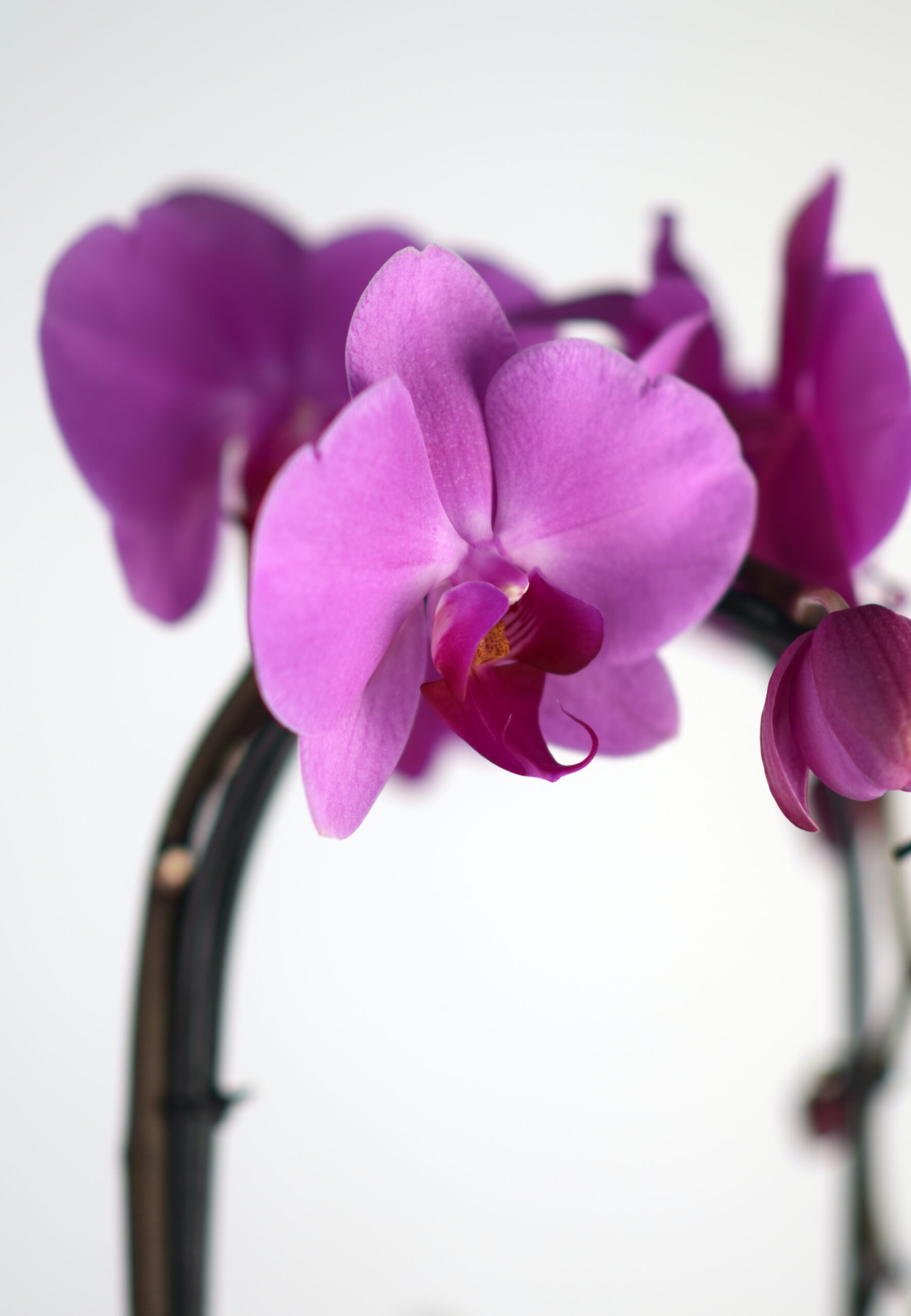 Orhideja (Phalaenopsis) znane tudi kot metuljaste orhideje, so dobile ime po obliki cvetov. Lahko cvetijo 2-6 mesecov, večkrat na leto in so enostavne za nego.