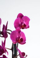 orhideja temno vijolična Phalaenopsis
