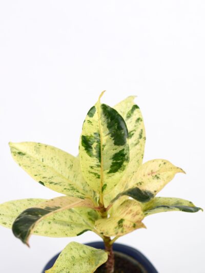 Fikus Shivereana (Ficus elastica 'Shivereana') je redkejši fikus z marmornimi pisanimi listi. Ta sobna rastlina je priljubljena med zbiratelji tropskih rastlin.